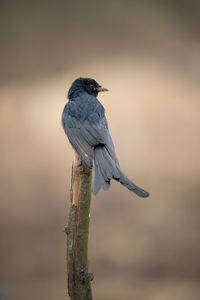 Close-up of bird perching on plant