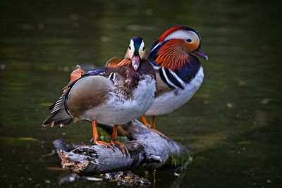 Birds perching on a lake