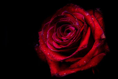 Close-up of red rose over white background