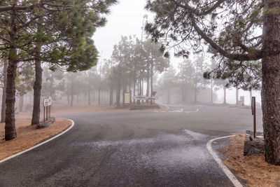 Road by trees in city against sky