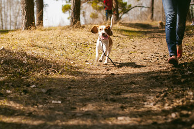 Low section of woman with dog at park