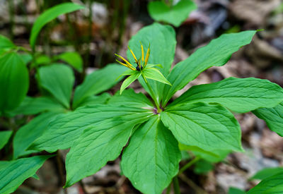 leaf