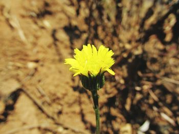 Close-up of flower growing on field