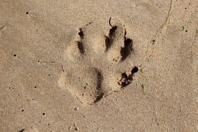 Directly above view of paw print on sand at beach