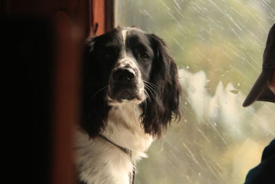 Portrait of dog looking at window