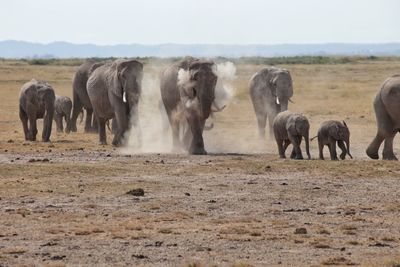 Elephants at amboseli national park
