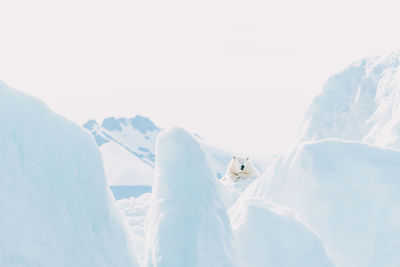 Dog on snow covered landscape