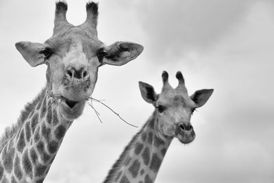 Low angle view of giraffes standing against cloudy sky