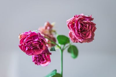 Close-up of pink rose flower