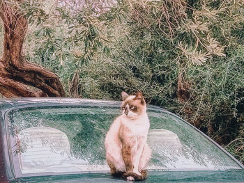 Cat sitting on a tree