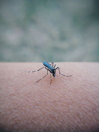 Close-up of mosquito on cropped hand