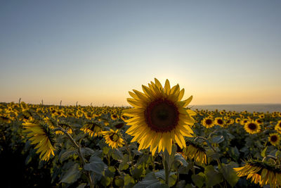 Close-up of sunflower on field against sky