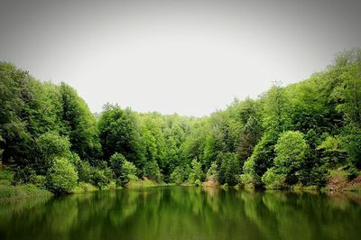 Reflection of trees in lake