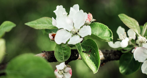 Close-up of white flowering plant