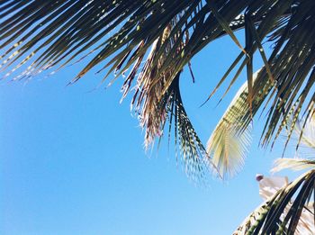 Low angle view of palm trees against clear blue sky