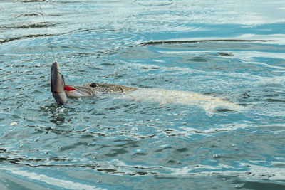 Woman swimming in sea