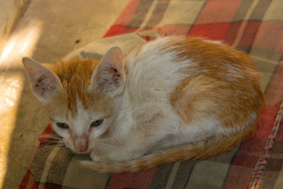 High angle view of cat resting