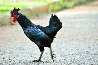 Close-up of rooster