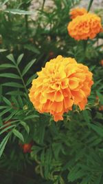 Close-up of orange marigold flower