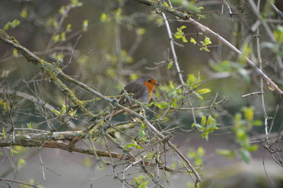 Bird perching on branch