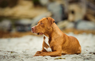Profile view of brown dog sitting on beach
