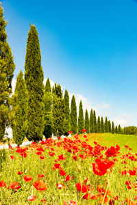 Red flowering plants and trees on field against clear sky