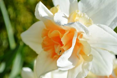 Close-up of white hibiscus blooming outdoors