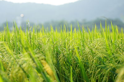 Rice green field