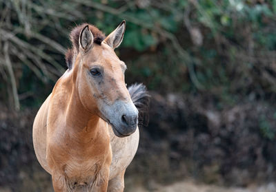 Close-up of a horse