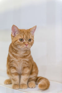 Close-up of cat looking away