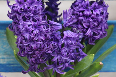 Close-up of purple flowering plant