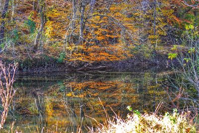 Scenic view of lake in forest