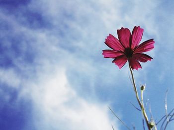 Low angle view of pink flowers against sky