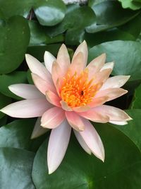 Close-up of lotus water lily in lake