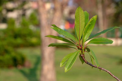 Close-up of plant leaves