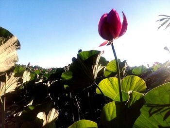 Close-up of tulips blooming against clear sky