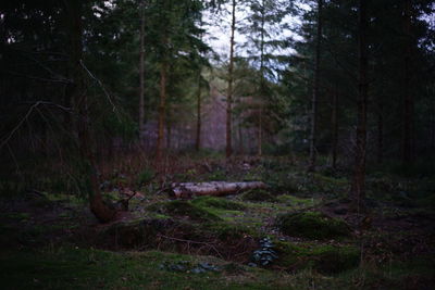 Trees in forest