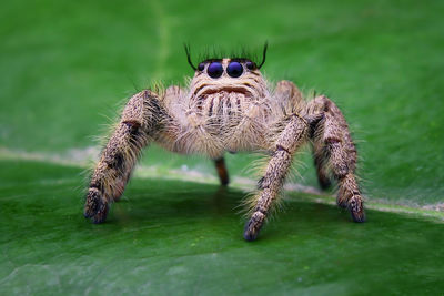 Close-up of spider