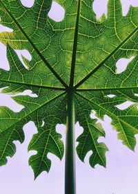 Close-up of fresh green leaves