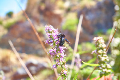 Close-up of purple flowering plants
