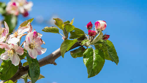 Low angle view of pink flowers against sky