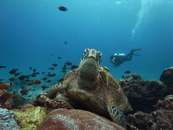 View of turtle swimming in sea