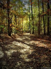 Footpath passing through forest
