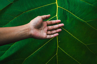 Close-up of hand on leaf