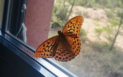 Butterfly perching