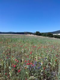 Scenic view of flowering plants on field against clear blue sky