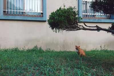 View of a cat on the field