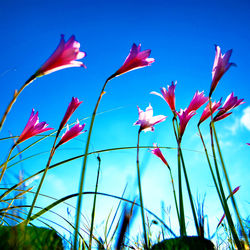 Close-up of red flowering plants against blue sky