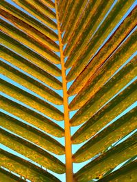 Full frame shot of palm leaves