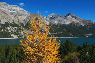 Scenic view of trees and mountains against sky